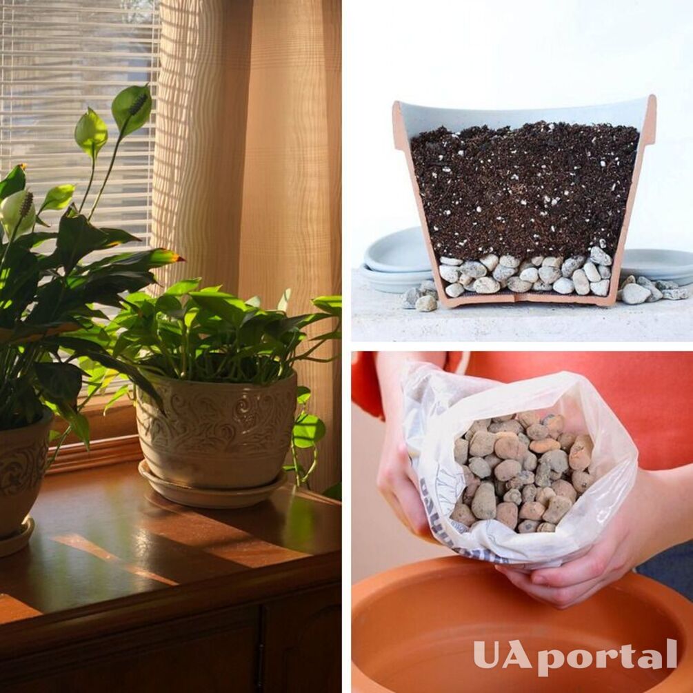 Дренаж для кімнатних рослин: який краще та чи можна обійтись без нього