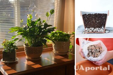Дренаж для комнатных растений