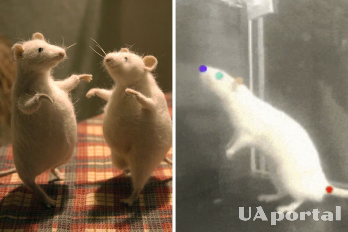 Японские ученые обнаружили как крысы двигаются в такт с музыкой подобно людям