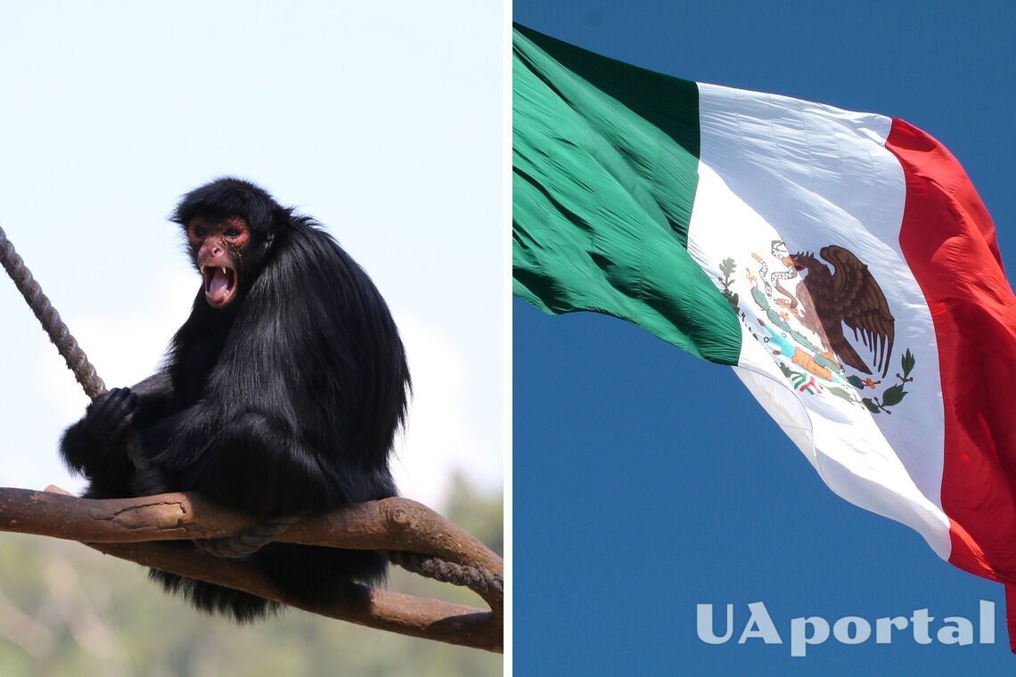 В Мексике обнаружили останки паукообразной обезьяны возрастом 1700 лет (фото)
