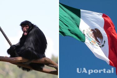 У Мексиці виявили рештки павукоподібної мавпи віком 1700 років (фото)