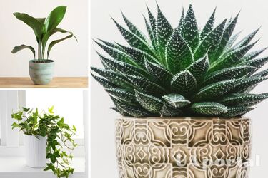 Виживуть без світла і тепла: які кімнатні рослини не бояться холоду