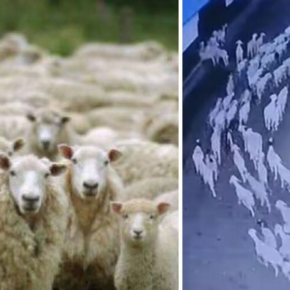 Загадочное событие в Китае: в Баотоу овец ходила по кругу без остановки 12 дней (видео)