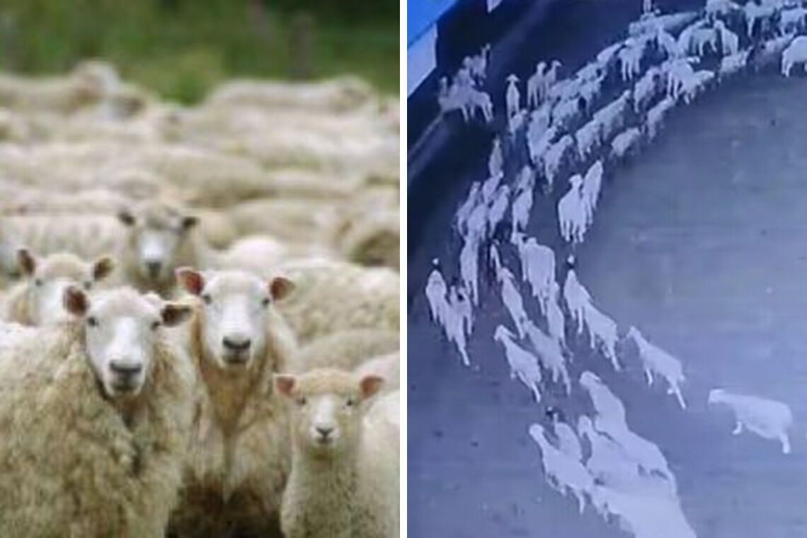 Загадочное событие в Китае: в Баотоу овец ходила по кругу без остановки 12 дней (видео)