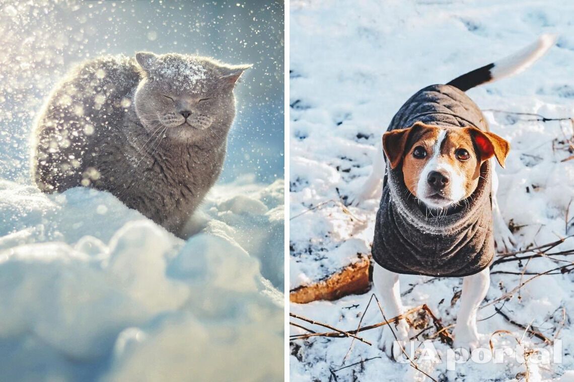 'Это вопрос выживания': Ермак рассказал, как украинцы могут спасти животных во время холодов
