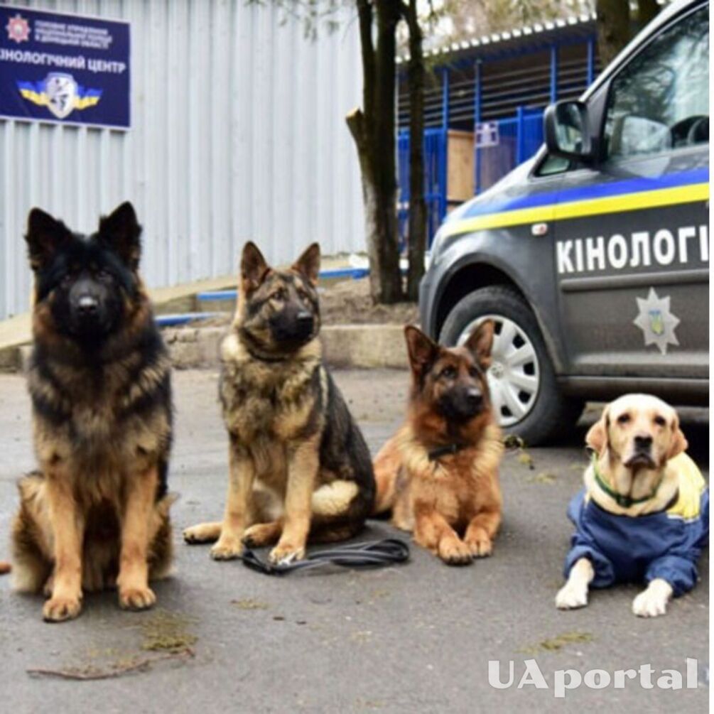 Правоохранители Ривненской области ищут 'напарника' для служебной собаки: какие требования к кандидатам