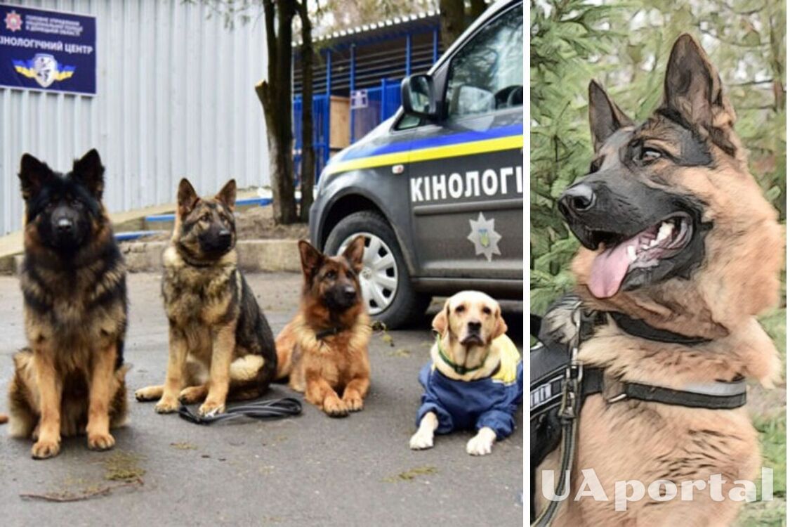Правоохоронці Рівненщини шукають 'напарника' для службового собаки: які вимоги для кандидатів