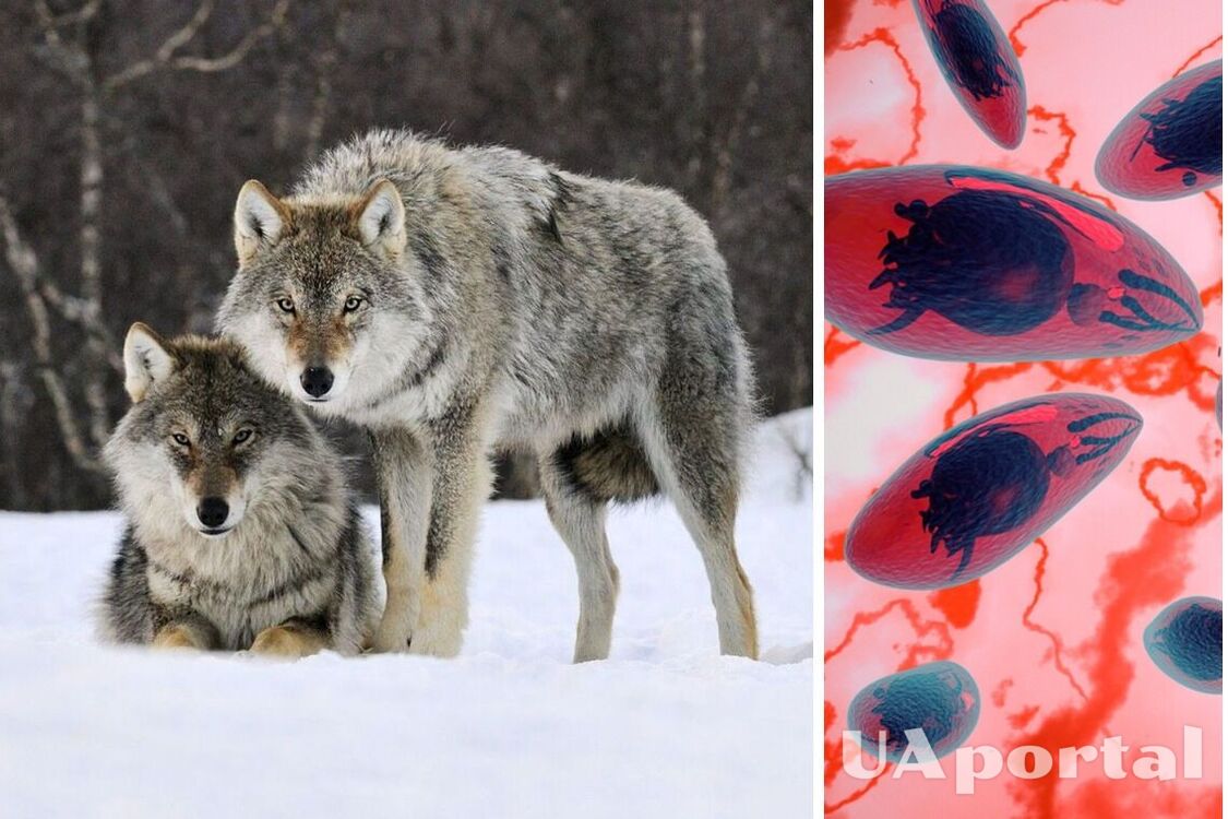 Вчені виявили, що мозкові паразити можуть зробити вовків вожаками стаї 