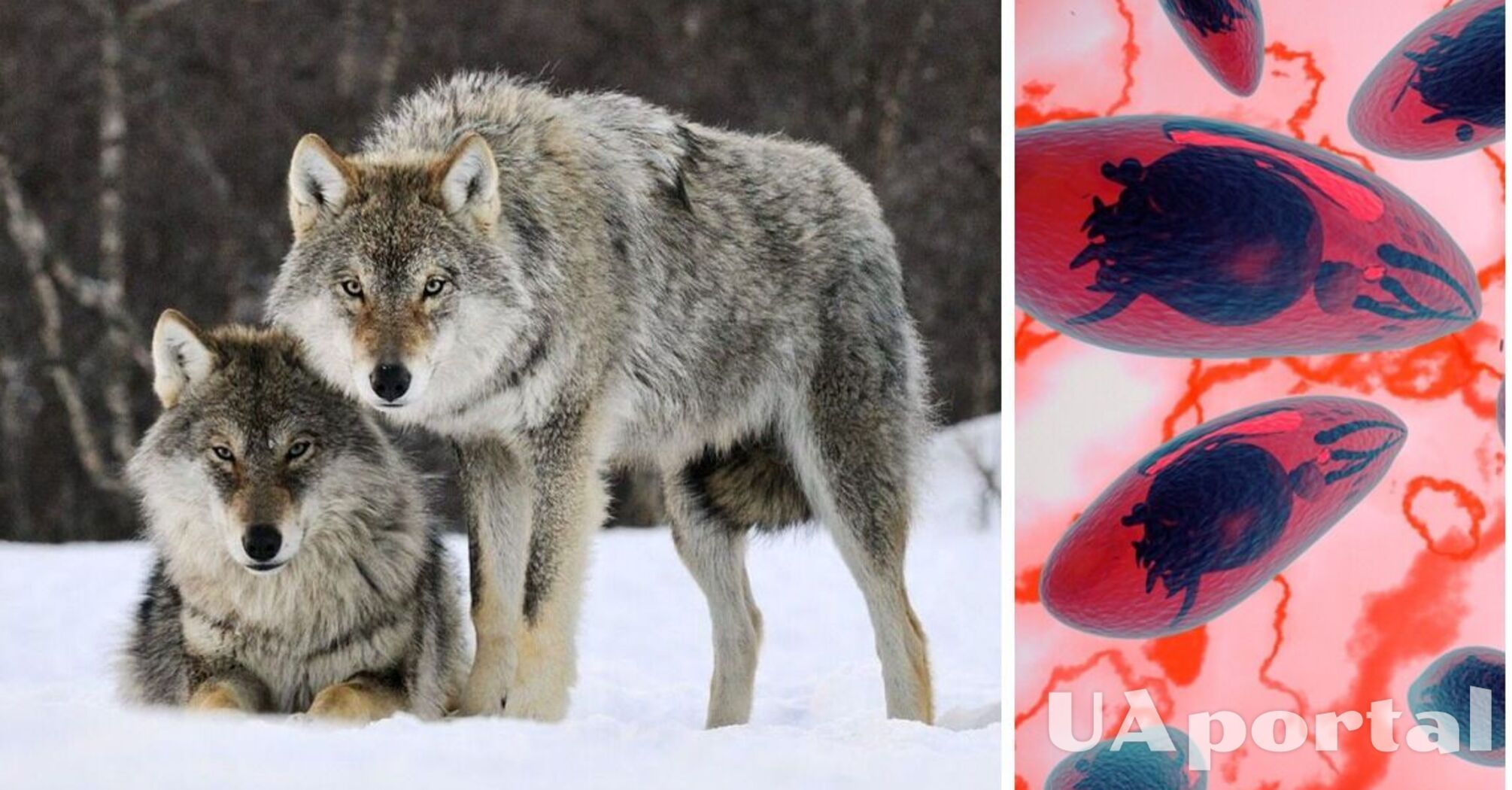 Вчені виявили, що мозкові паразити можуть зробити вовків вожаками стаї 