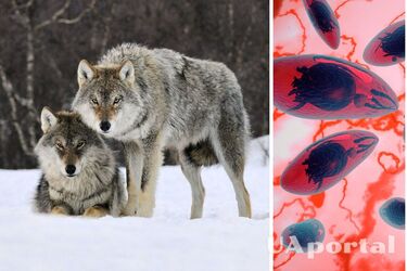 Вовки можуть стати вожаками стаї через паразитів Toxoplasma gondii