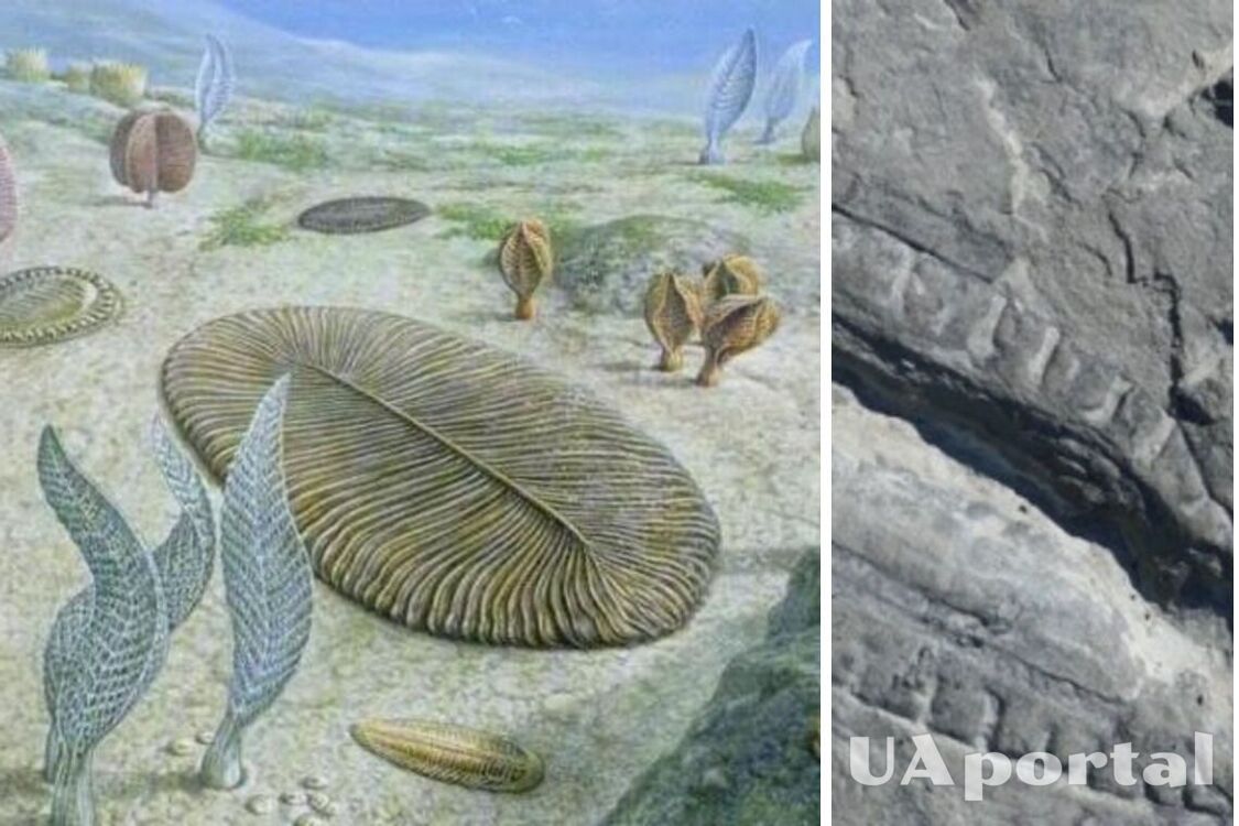 Австралийские ученые обнаружили старейшую еду в мире 550 млн лет (фото)