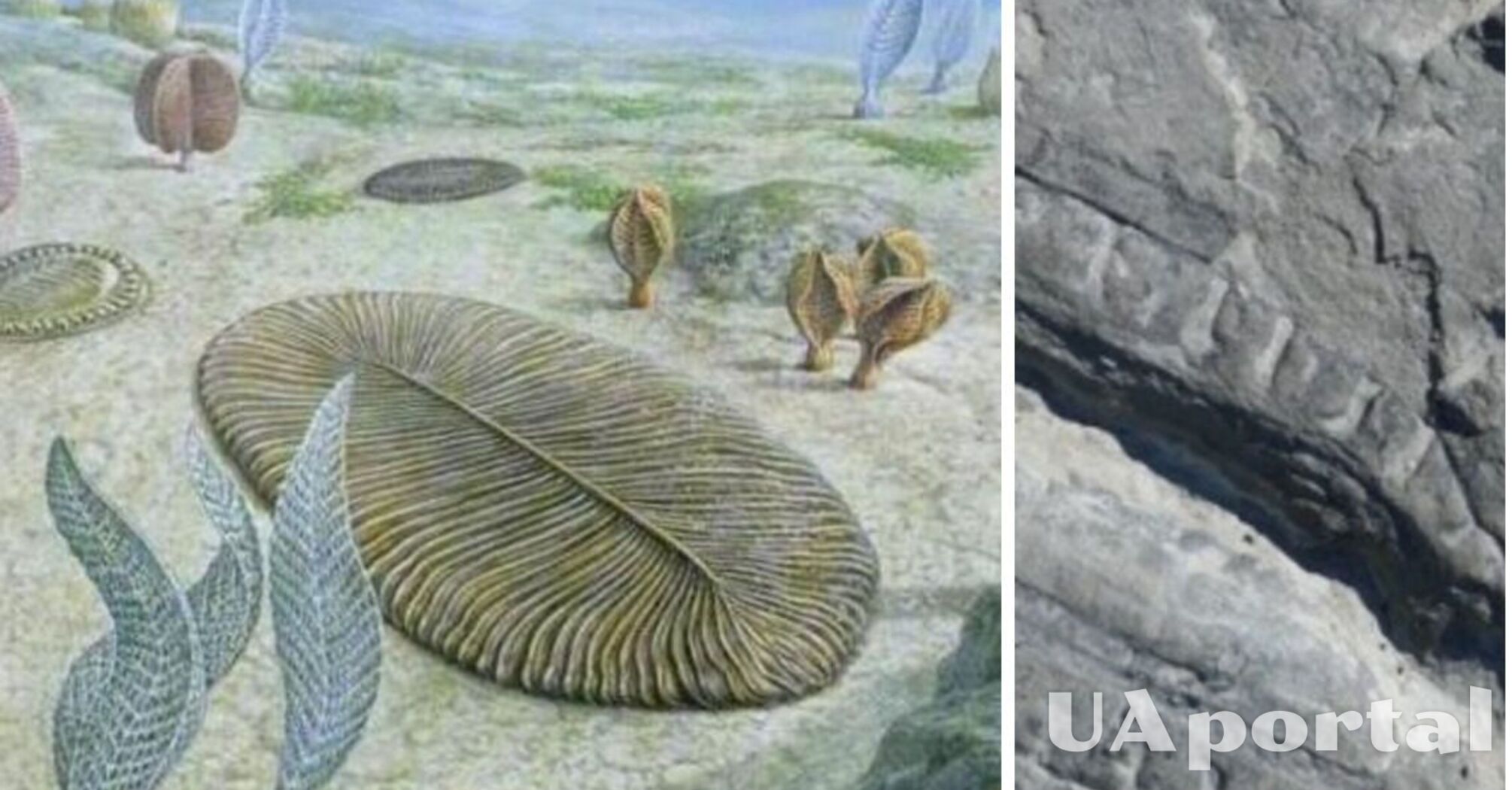 Австралійські вчені виявили найстарішу їжу у світі віком 550 млн років (фото)