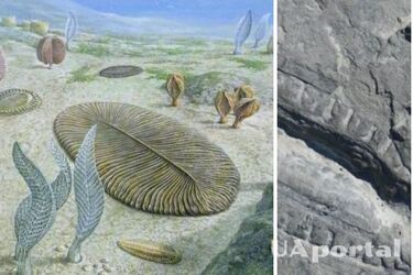 Австралийские ученые обнаружили старейшую пищу в пищеварительной системе палеозойских беспозвоночных