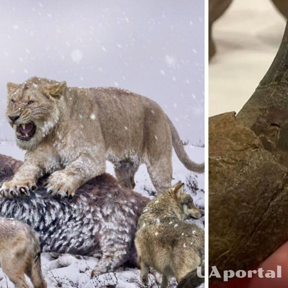 Археологи нашли останки вымершего американского льва, считающегося самой большой кошкой на территории США (фото)