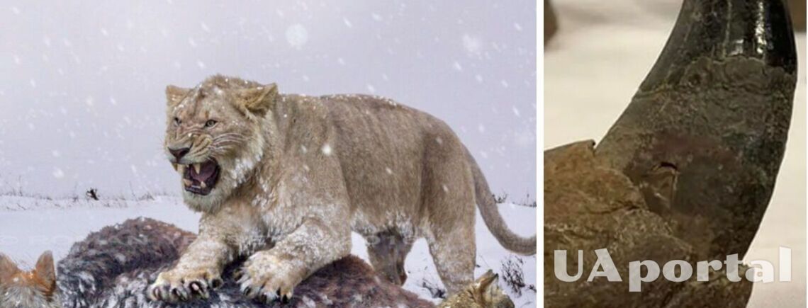 Археологи знайшли останки вимерлого американського лева, який вважається найбільшою кішкою на території США (фото)