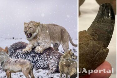 Археологи обнаружили окаменелость американского льва в высушенной реке Миссисипи