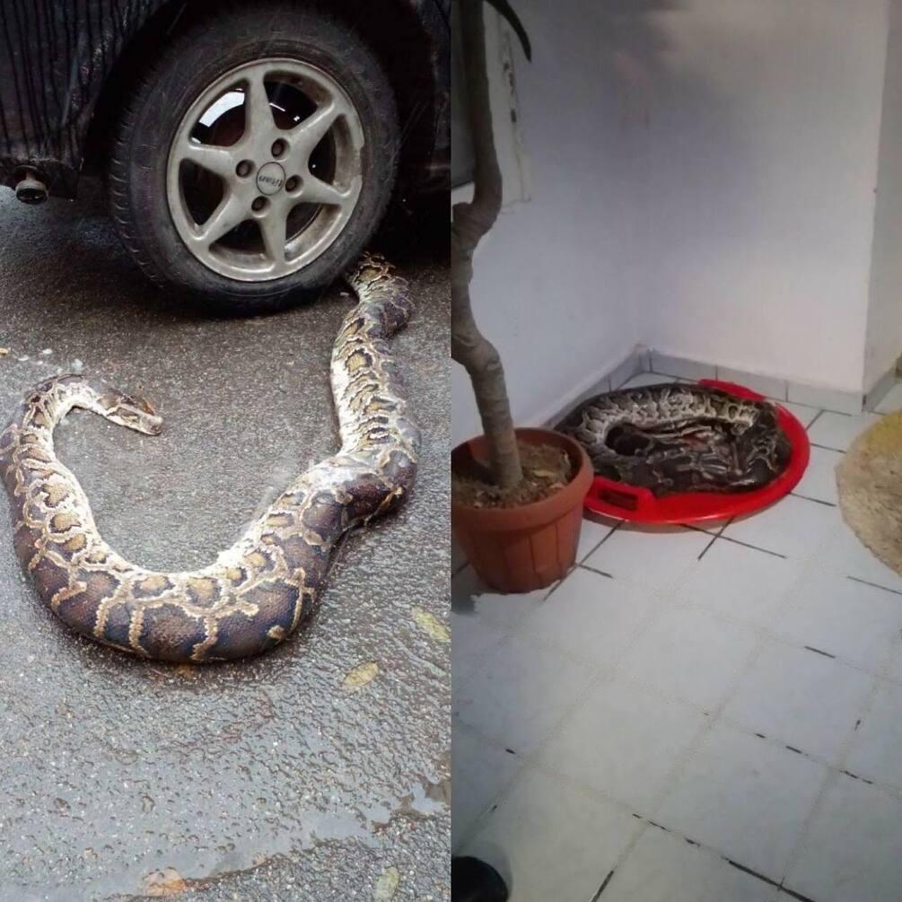 В Киеве на Позняках обнаружили огромную змею, испугавшую жителей (обновлено)