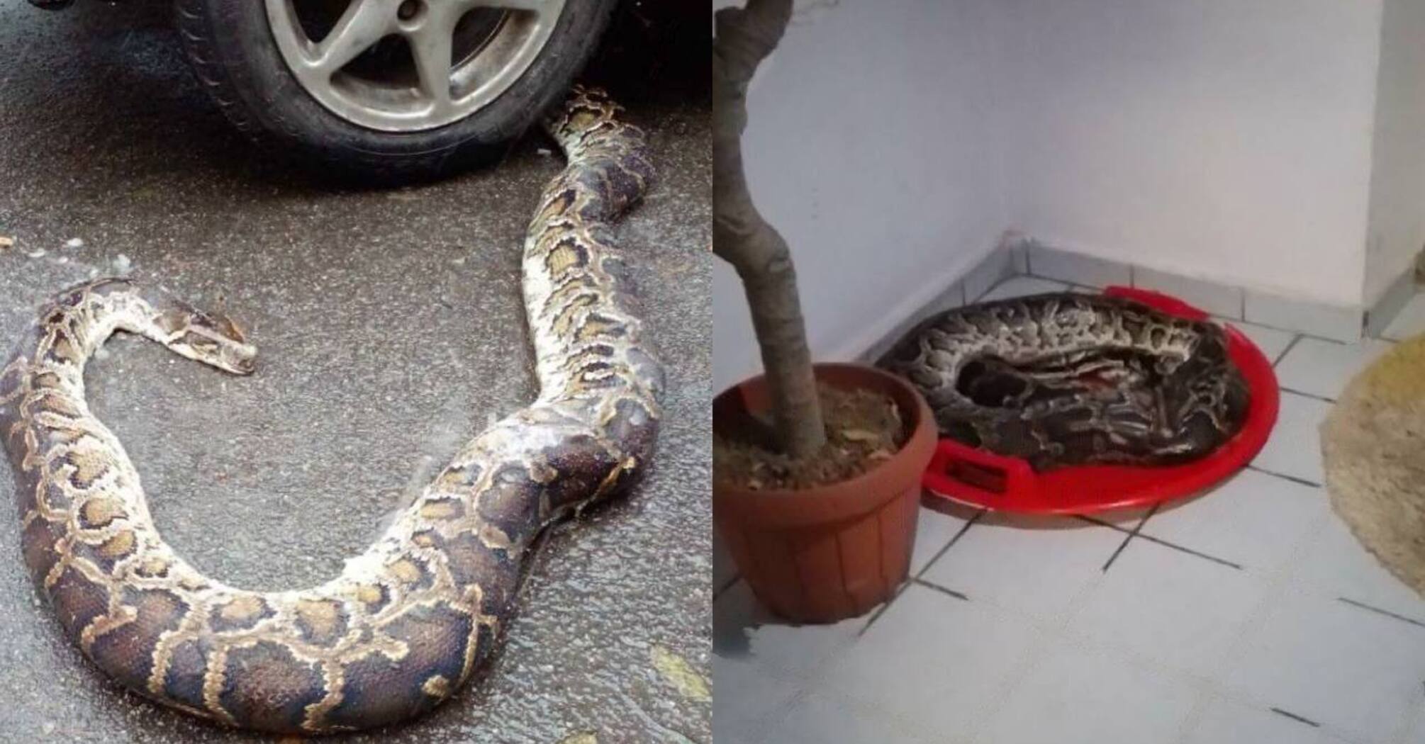 В Киеве на Позняках обнаружили огромную змею, испугавшую жителей (фото)