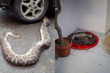 Величезна змія на Позняках