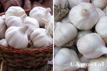 Как вырастить чеснок на дому - выращивание чеснока на подоконнике