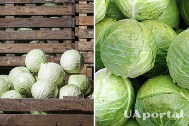 Як правильно зберігати капусту, що вона пролежала всю зиму