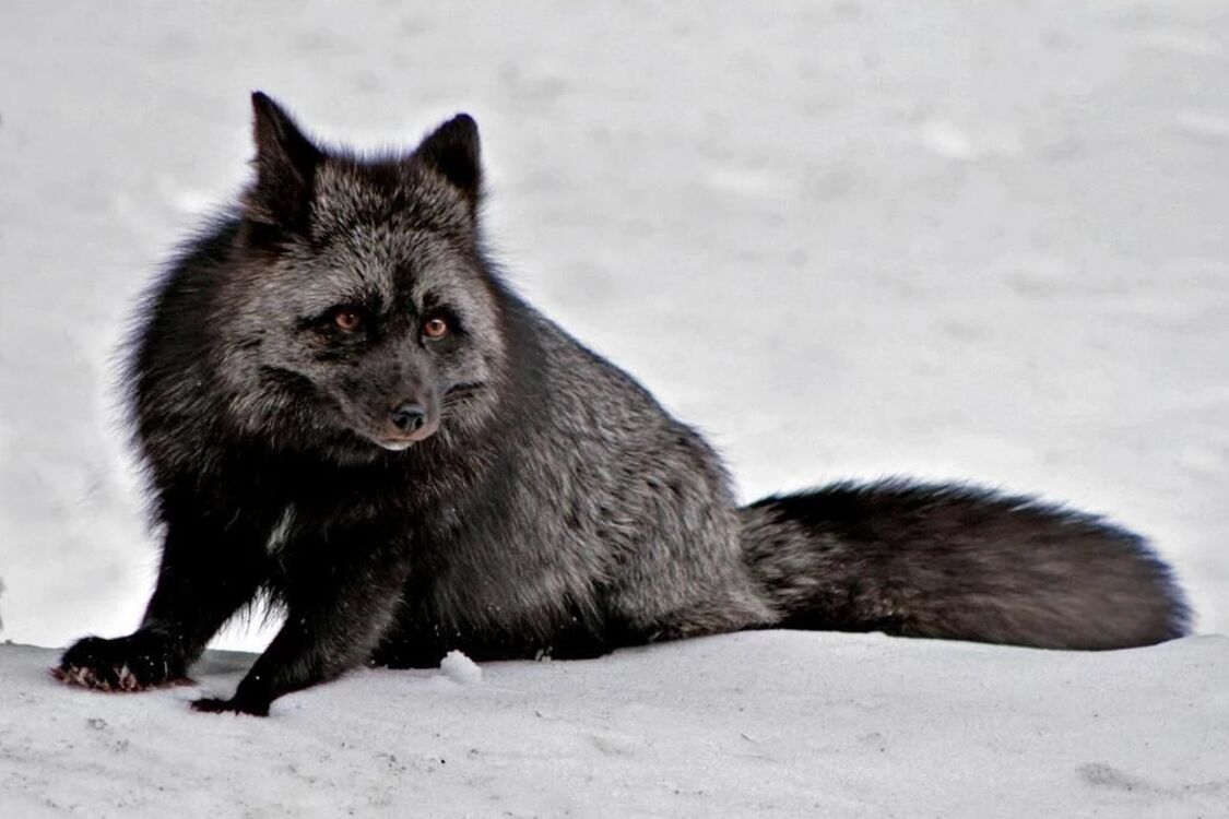 Сріблясто-чорну лисицю помітили на Лісовому масиві в Києві (фото)