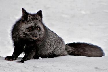 Сріблясто-чорну лисицю помітили на Лісовому масиві в Києві (фото)