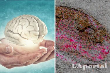 Вчені описали роботу мозку завдяки скам'янілості членистоногого віком 525 млн років