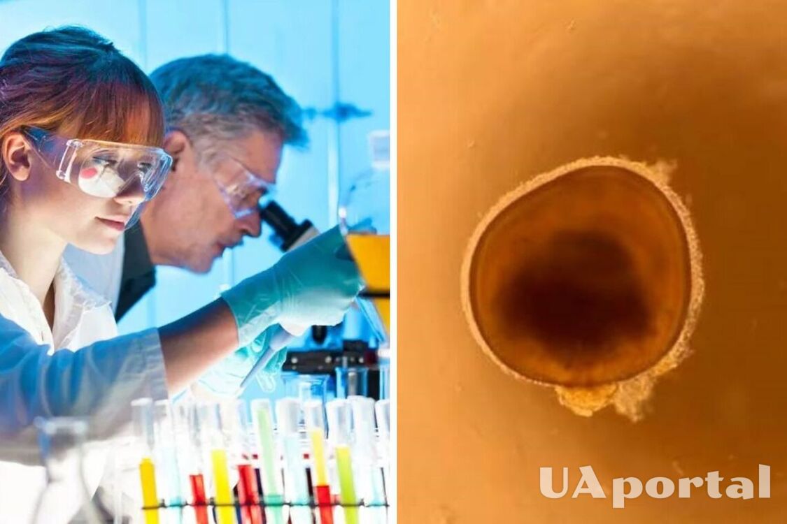 Ученые вырастили в лабораторной посуде глаза для изучения слепоты