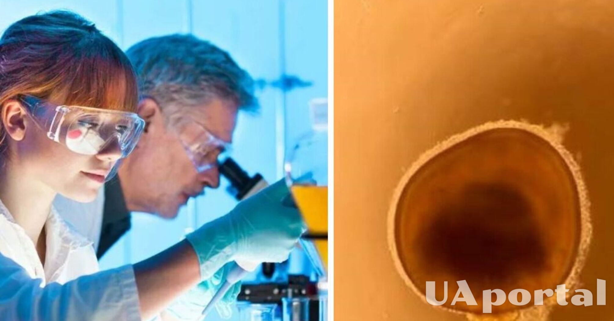 Вчені виростили в лабораторному посуді очі для вивчення сліпоти 