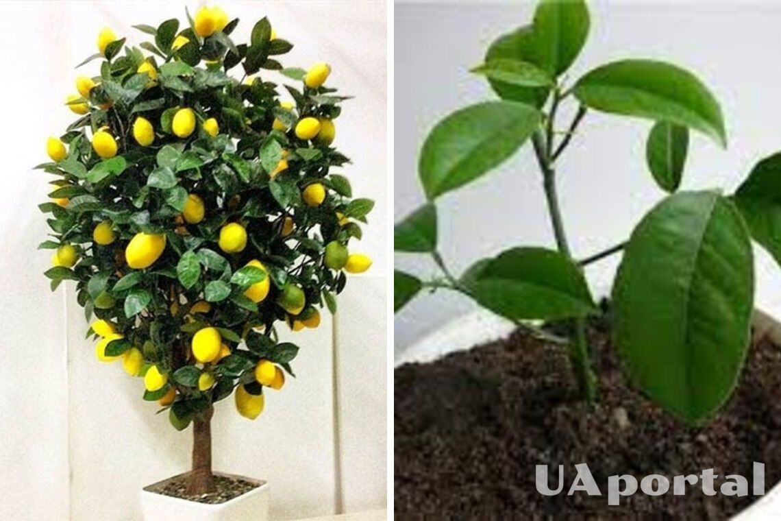 Свіжий фрукт на підвіконні: як виростити лимонне дерево вдома