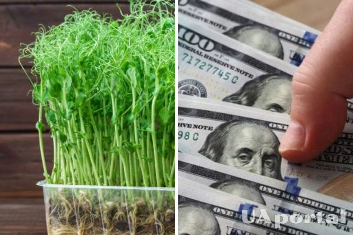 Бізнес з прибутком до $2тис вдома: як заробити на мікрозелені