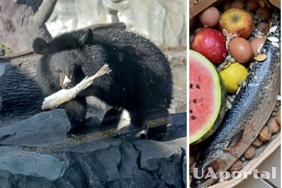 У Київському зоопарку влаштують показове годування Бері та Бебі: коли можна побачити
