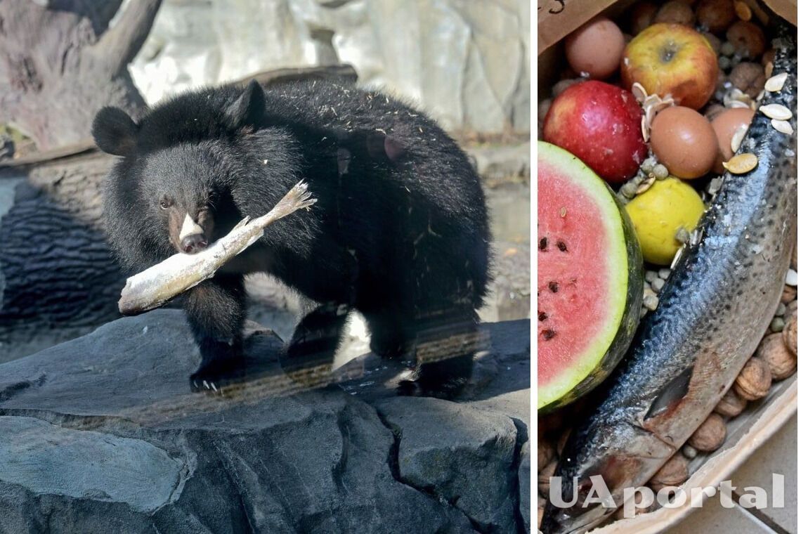 В Киевском зоопарке устроят показательное кормление Бери и Бэби: когда можно увидеть