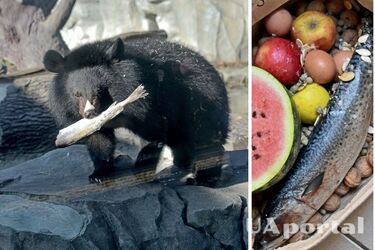 В Киевском зоопарке устроят показательное кормление Бери и Бэби: когда можно увидеть