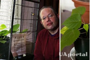 Британець вирощує вдома чагарник гімпійський – найнебезпечнішу рослина у світі