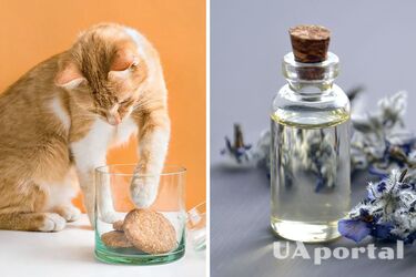 Перехитрите мозг: как снизить аппетит, если постоянно хочется есть