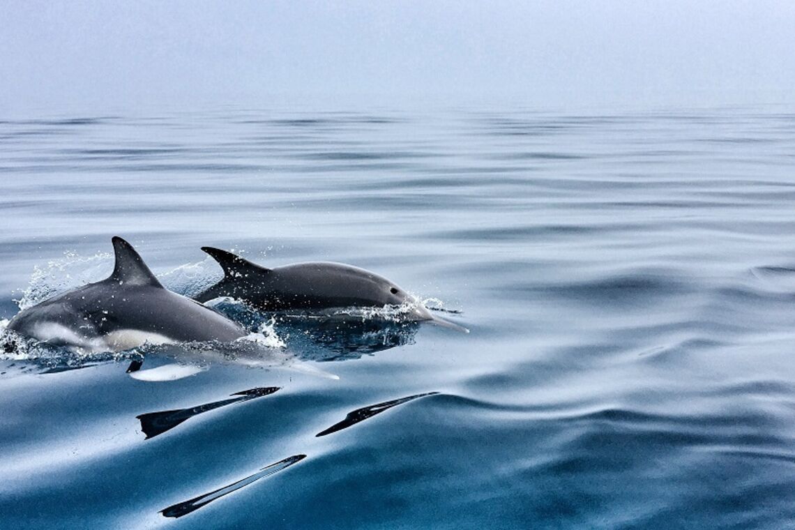Владелец дельфинария в Севастополе выбросил в море четырех дельфинов (видео)