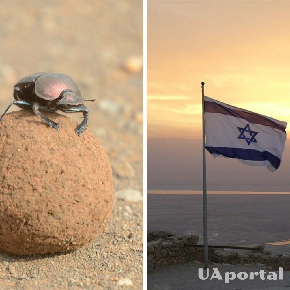 В Израиле во время школьной экскурсии случайно обнаружили амулет скарабея (фото)