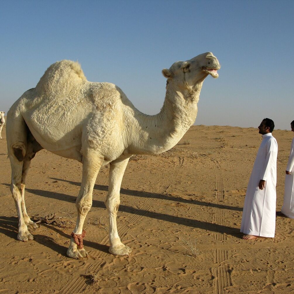 В Катаре проходит конкурс красоты среди идеальных верблюдов (видео)