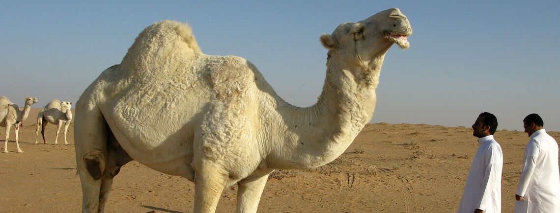 В Катаре проходит конкурс красоты среди идеальных верблюдов (видео)