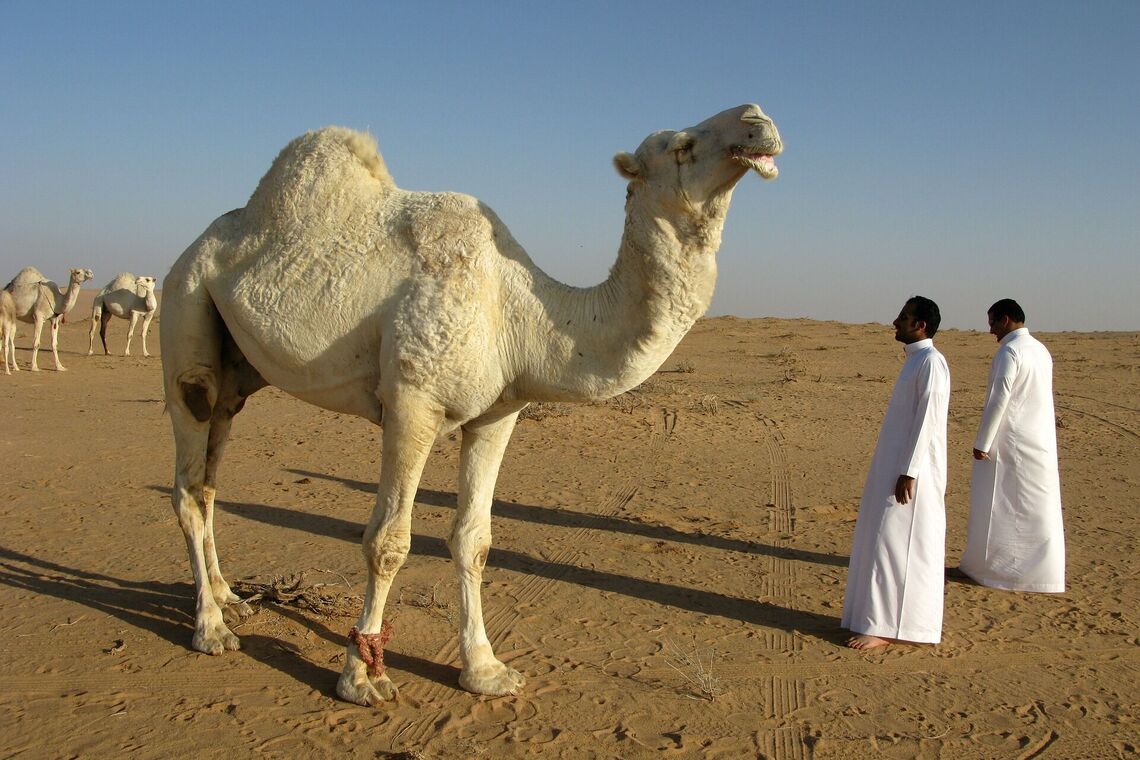 Верблюд в пустыне Саудовской Аравии