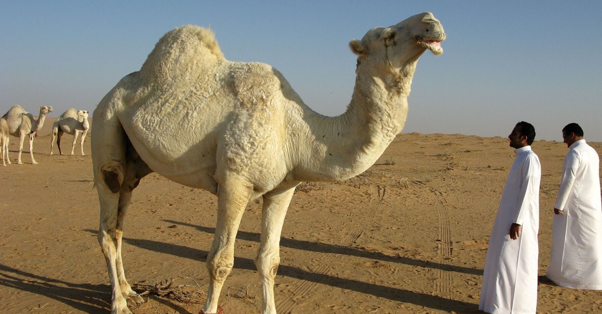 У Катарі проходить конкурс краси серед ідеальних верблюдів (відео)