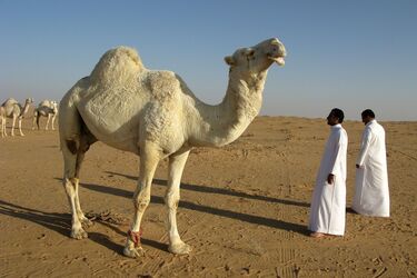 Верблюд у пустелі Саудівської Аравії