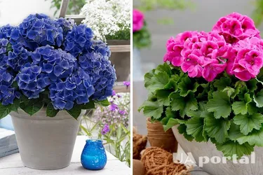 Частые ошибки в уходе за геранью