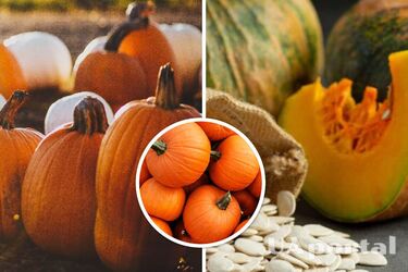 Солодкі гарбузові деруни зі сметаною: рецепт для смачного і небанального сніданку