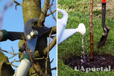 Как подготовить огород и сад к зиме для хорошего урожая: что обязательно нужно сделать