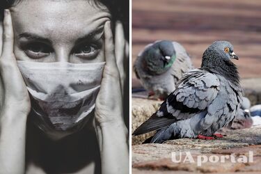 'За 40 км – біологічні лабораторії': мешканка Бєлгорода поскаржилася губернатору на голубів-терористів