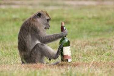 В Индии полиция разыскивает обезьяну-алкоголика, грабящую алкогольные магазины (видео)