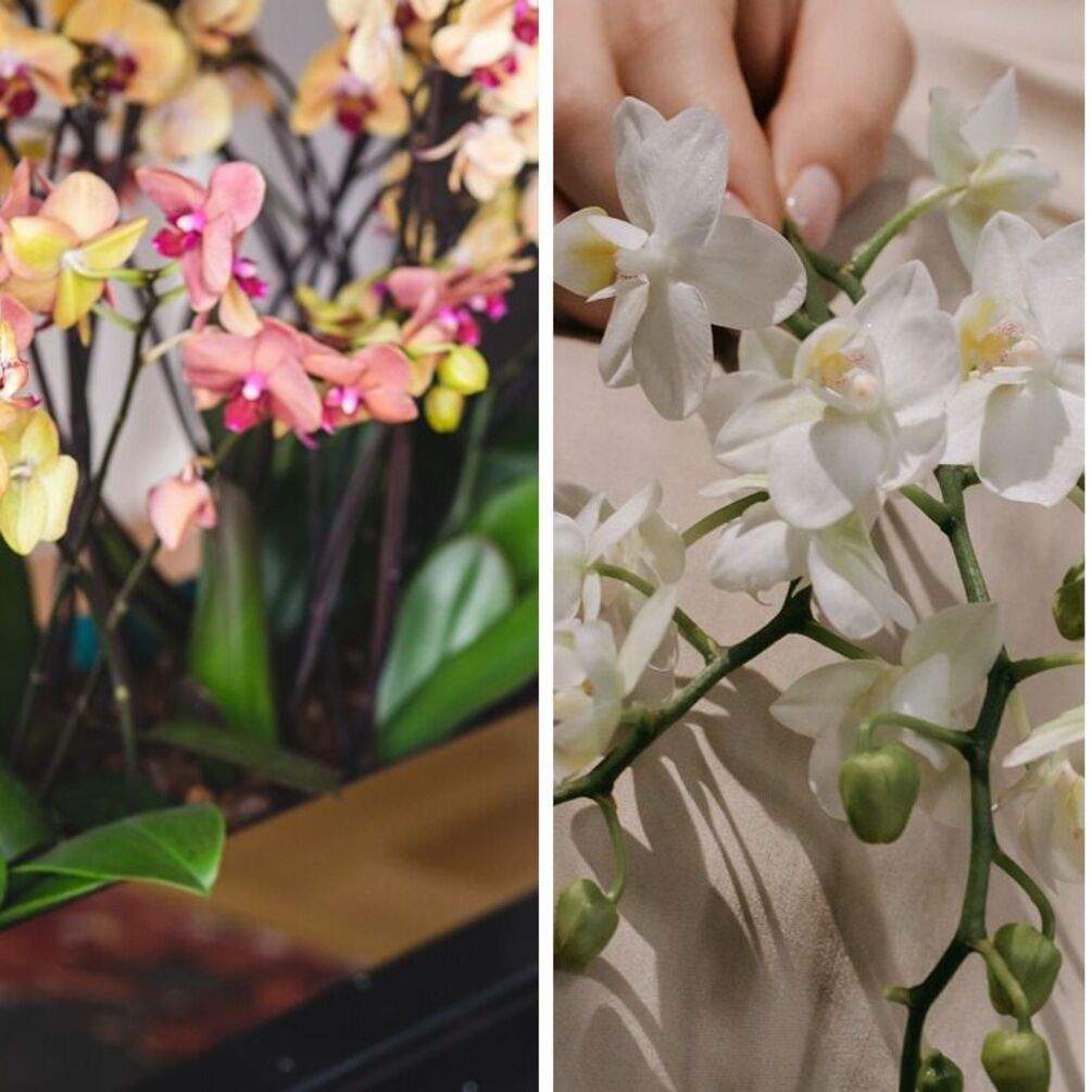 Как правильно ухаживать за орхидеями зимой: можно ли поливать и пересаживать цветы